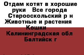 Отдам котят в хорошие руки - Все города, Старооскольский р-н Животные и растения » Кошки   . Калининградская обл.,Балтийск г.